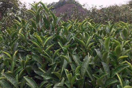 馬頭巖肉桂是大紅袍嗎，大紅袍肉桂屬于什么茶？