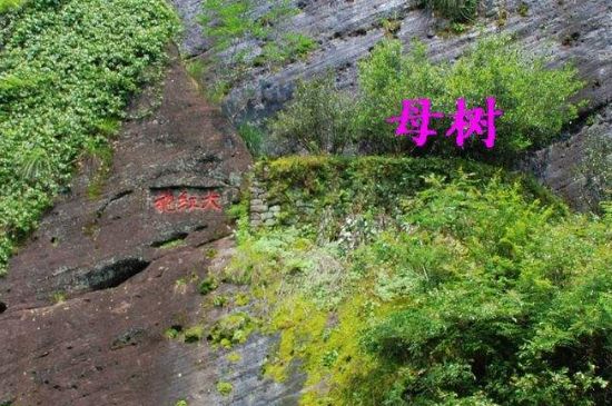 大紅袍拼配什么意思，大紅袍用什么茶拼配的