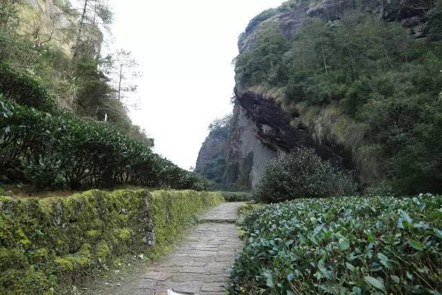 武夷山為什么盛產(chǎn)茶葉，武夷山茶為什么好喝？
