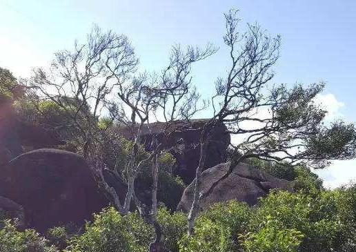 宋種一號(hào)價(jià)值為什么高，鳳凰單樅宋種1號(hào)價(jià)格與產(chǎn)量多少？