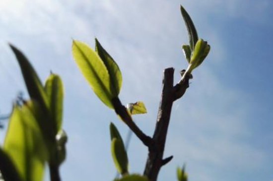 潮安鳳凰單叢十大名樅是什么，烏崠十大古樹名香品種介紹