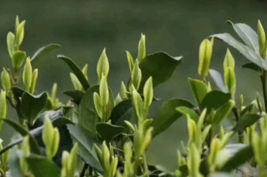 什么是雪前龍井茶，明前、雨前、雨后龍井有什么區(qū)別？