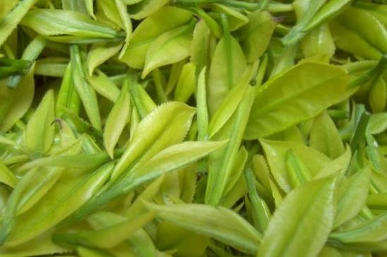 茶中奇葩黃金芽，安吉白茶中黃金芽的特點
