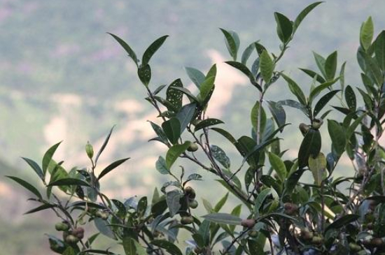 單叢茶十大香型以及常見品種大全，潮安鳳凰單樅十大名香歸類