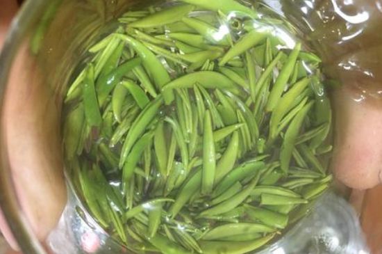 雀舌有一股青草味，雀舌為什么有青草味？