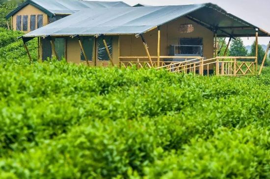 金壇雀舌算不算好茶，金壇雀舌屬于什么檔次茶葉？