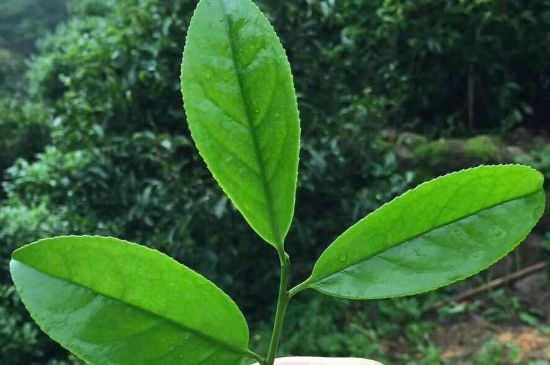 鋸朵仔跟鴨屎香哪個貴，鋸朵子和鴨屎香哪個好喝？