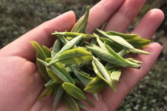 福建什么茶葉最出名，福建名茶有哪些？