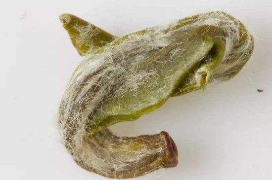 羊巖勾青是綠茶嗎，羊巖勾青茶屬于什么茶？