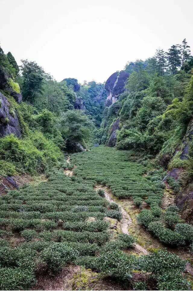 武夷山為什么盛產(chǎn)茶葉，武夷山茶為什么好喝？