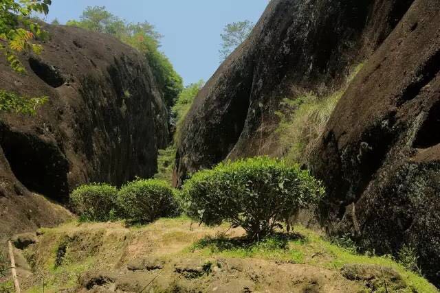 武夷山為什么盛產(chǎn)茶葉，武夷山茶為什么好喝？