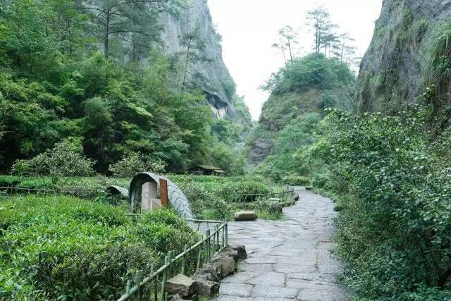 武夷山為什么盛產(chǎn)茶葉，武夷山茶為什么好喝？