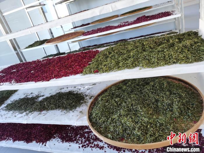 圖為王玲玲收購的各種山茶?！⊥貘Q遠(yuǎn) 攝