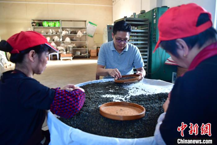 圖為張?jiān)涝谏a(chǎn)車間內(nèi)與工人一起查看茶葉品質(zhì)。　張斌 攝