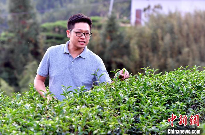 “臺(tái)二代”張?jiān)栏＝ㄉ钌椒N茶十年：“來了，就對了”